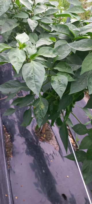 장도리님의 고추 · 병해충상담 작성글 사진