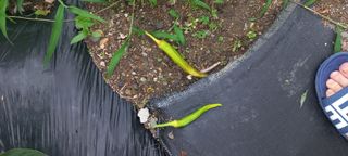 장도리님의 고추 · 병해충상담 작성글 사진