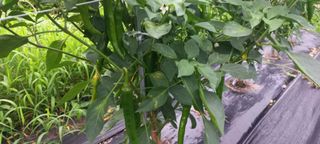 장도리님의 고추 · 병해충상담 작성글 사진