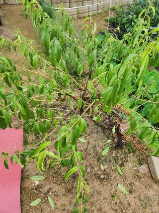 김진님의 복숭아 · 자유게시판 작성글 사진