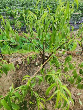 김진님의 복숭아 · 자유게시판 작성글 사진