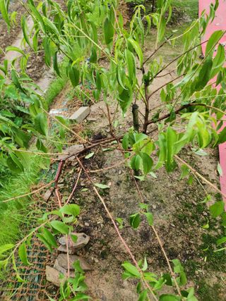 김진님의 복숭아 · 자유게시판 작성글 사진