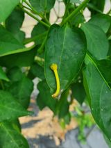 팜모닝 고추·병해충상담 게시글 이미지