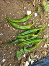 팜모닝 고추·병해충상담 게시글 이미지