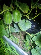 팜모닝 기타작물·영농일지 게시글 이미지