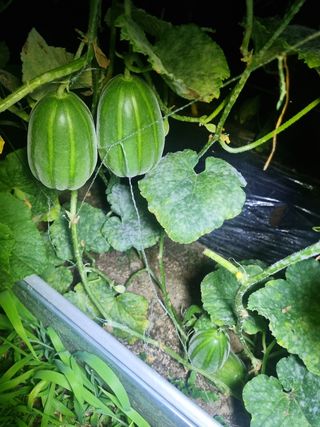 정민지호맘님의 기타작물 · 영농일지 작성글 사진