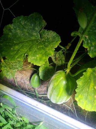 정민지호맘님의 기타작물 · 영농일지 작성글 사진