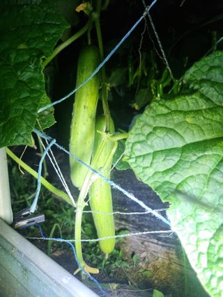 정민지호맘님의 기타작물 · 영농일지 작성글 사진