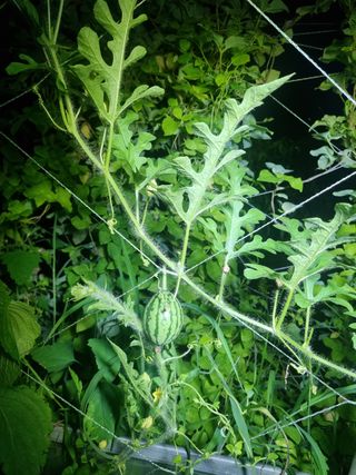 정민지호맘님의 기타작물 · 영농일지 작성글 사진