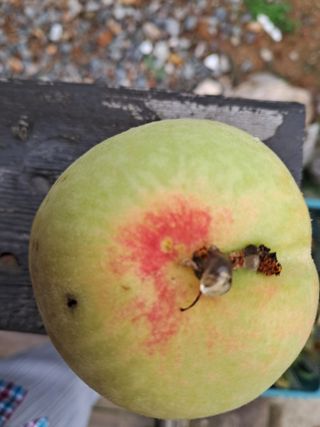 조명희님의 복숭아 · 자유게시판 작성글 사진