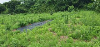 김영진님의 감 · 병해충상담 작성글 사진