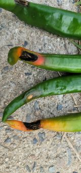 팜모닝 고추·병해충상담 게시글 이미지