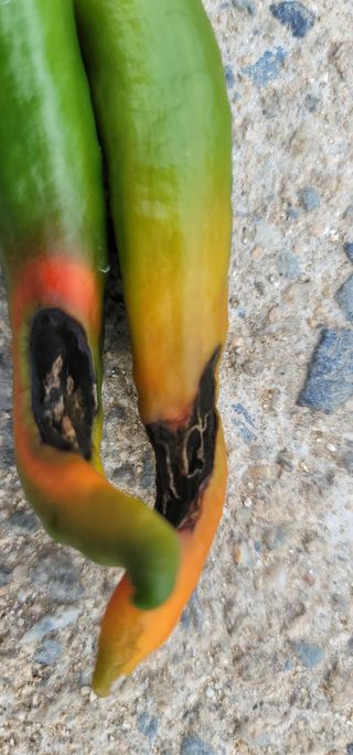 어동골님의 고추 · 병해충상담 작성글 사진