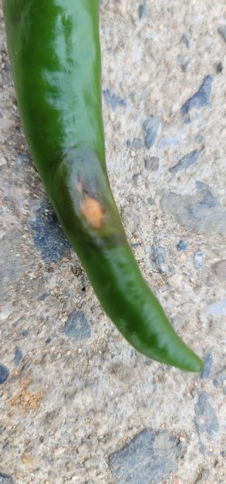 어동골님의 고추 · 병해충상담 작성글 사진