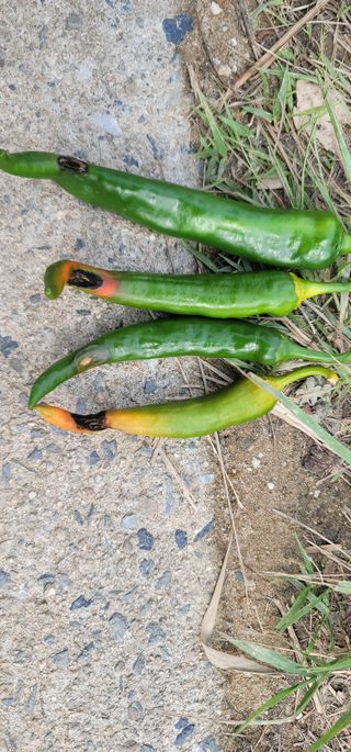 어동골님의 고추 · 병해충상담 작성글 사진