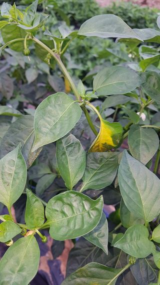 뿜님의 고추 · 병해충상담 작성글 사진