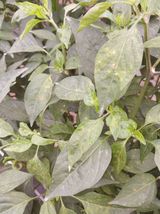 팜모닝 고추·병해충상담 게시글 이미지