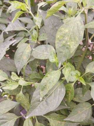 차영근님의 고추 · 병해충상담 작성글 사진