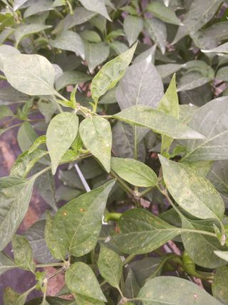 차영근님의 고추 · 병해충상담 작성글 사진