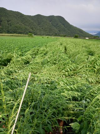 이영수님의 참깨 · 자유게시판 작성글 사진