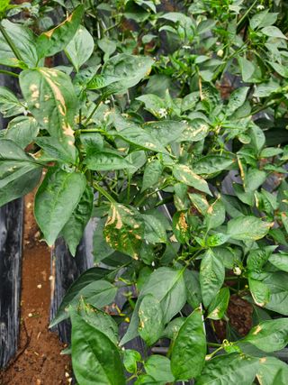 엄나무농부님의 고추 · 병해충상담 작성글 사진