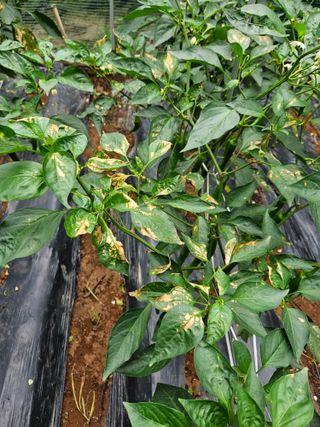 엄나무농부님의 고추 · 병해충상담 작성글 사진