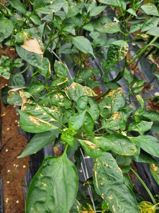 엄나무농부님의 고추 · 병해충상담 작성글 사진