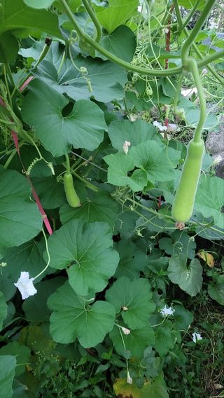 아보카도5353님의 기타작물 · 자유게시판 작성글 사진