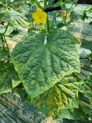 정융희님의 오이 · 병해충상담 작성글 사진