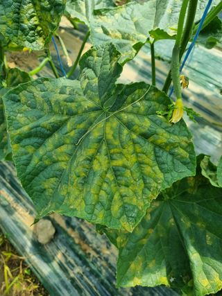 정융희님의 오이 · 병해충상담 작성글 사진