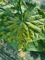 팜모닝 오이·병해충상담 게시글 이미지