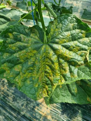 정융희님의 오이 · 병해충상담 작성글 사진