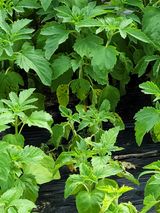 팜모닝 참깨·병해충상담 게시글 이미지