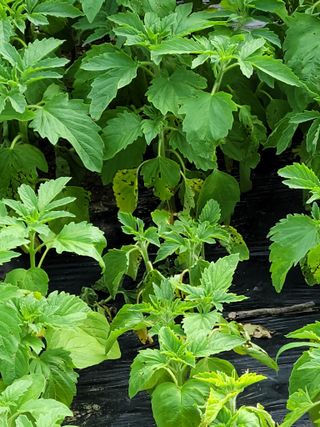 양소정님의 참깨 · 병해충상담 작성글 사진