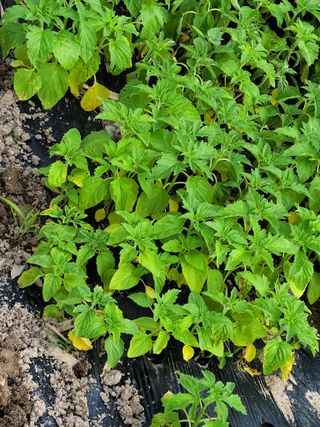 양소정님의 참깨 · 병해충상담 작성글 사진