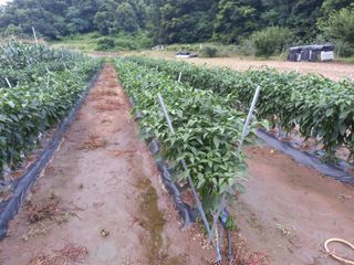 박수웅 님의 고추 · 지주설치•유인•성장 작성글 사진