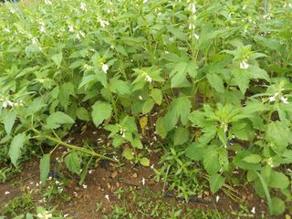 전원생활의여유님의 참깨 · 병해충상담 작성글 사진