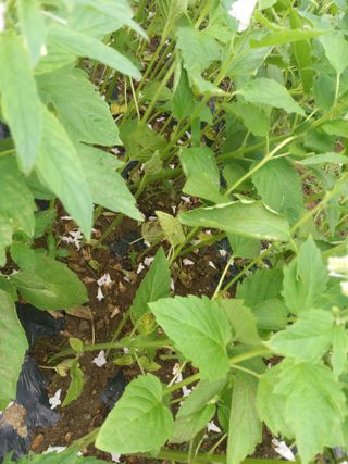 전원생활의여유님의 참깨 · 병해충상담 작성글 사진