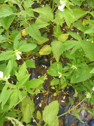 전원생활의여유님의 참깨 · 병해충상담 작성글 사진