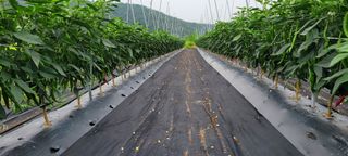 느루님의 벼 · 영농일지 작성글 사진