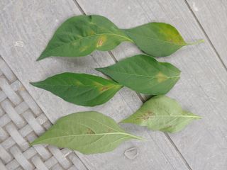 이영록님의 고추 · 병해충상담 작성글 사진