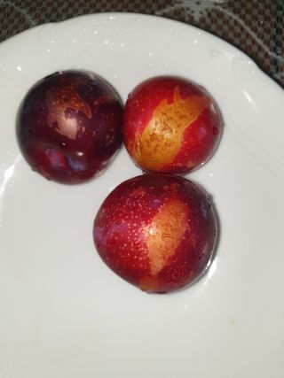 은우농장님의 자두 · 자유게시판 작성글 사진