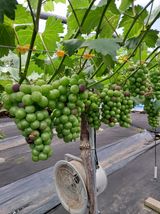 팜모닝 포도·병해충상담 게시글 이미지