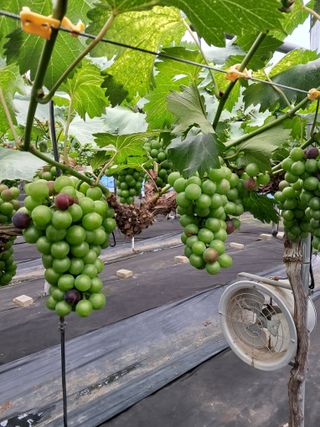 서희석님의 포도 · 병해충상담 작성글 사진