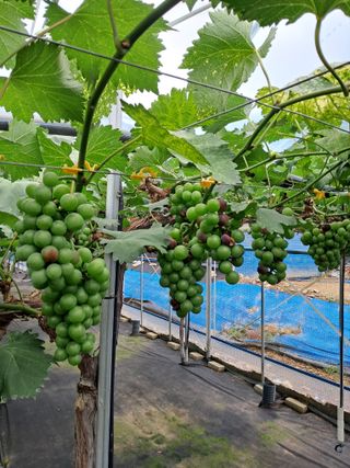 서희석님의 포도 · 병해충상담 작성글 사진