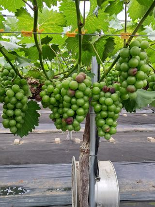 서희석님의 포도 · 병해충상담 작성글 사진