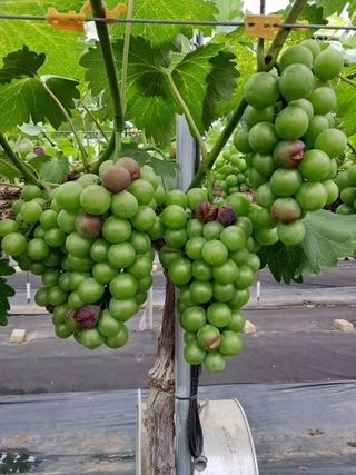 서희석님의 포도 · 병해충상담 작성글 사진