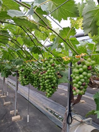 서희석님의 포도 · 병해충상담 작성글 사진