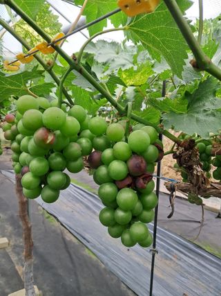 서희석님의 포도 · 병해충상담 작성글 사진