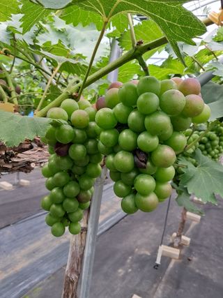 서희석님의 포도 · 병해충상담 작성글 사진